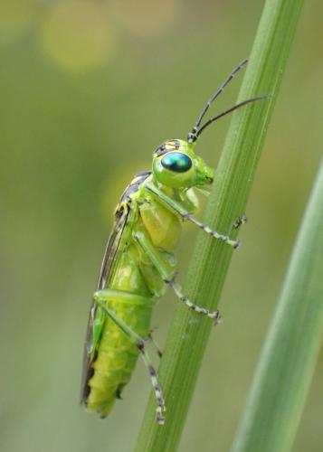 Réf. 347 234 : Rhogogaster sp.